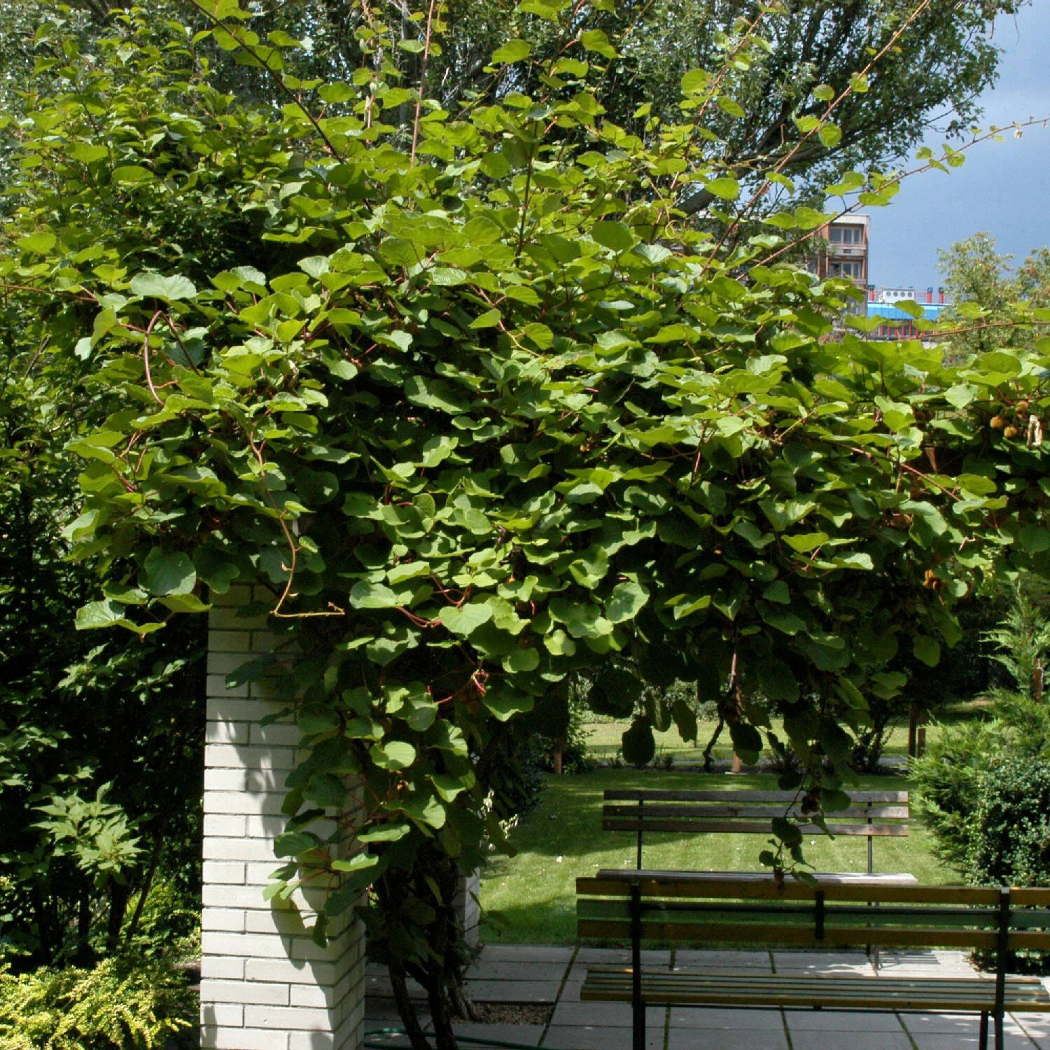 Actinidia Chinensis - Image 2