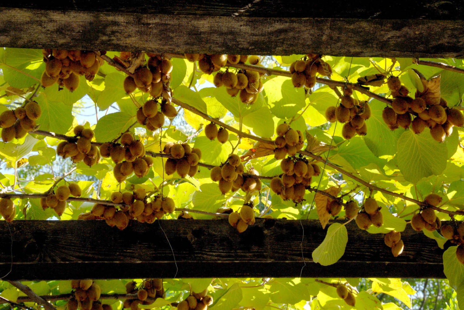 Actinidia Chinensis - Image 3