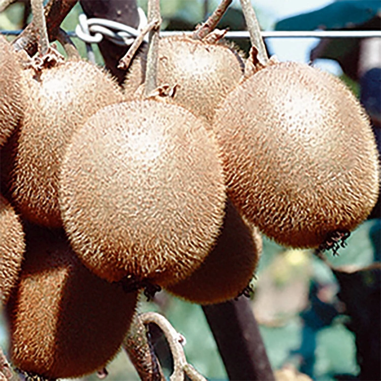 Actinidia Chinensis 'Solo'