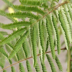 Albizia Julibrissin 'Tropical Dream'
