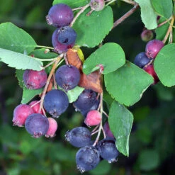 Amelanchier Alnifolia 'Greatberry Farm'