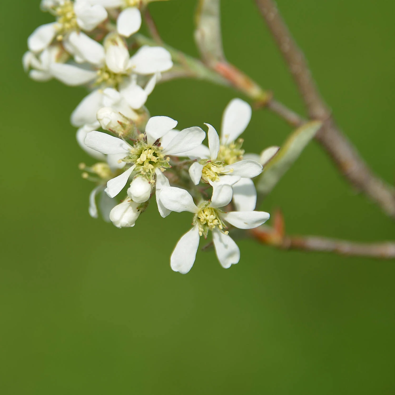 Amelanchier Alnifolia 'Greatberry Farm' - Image 2