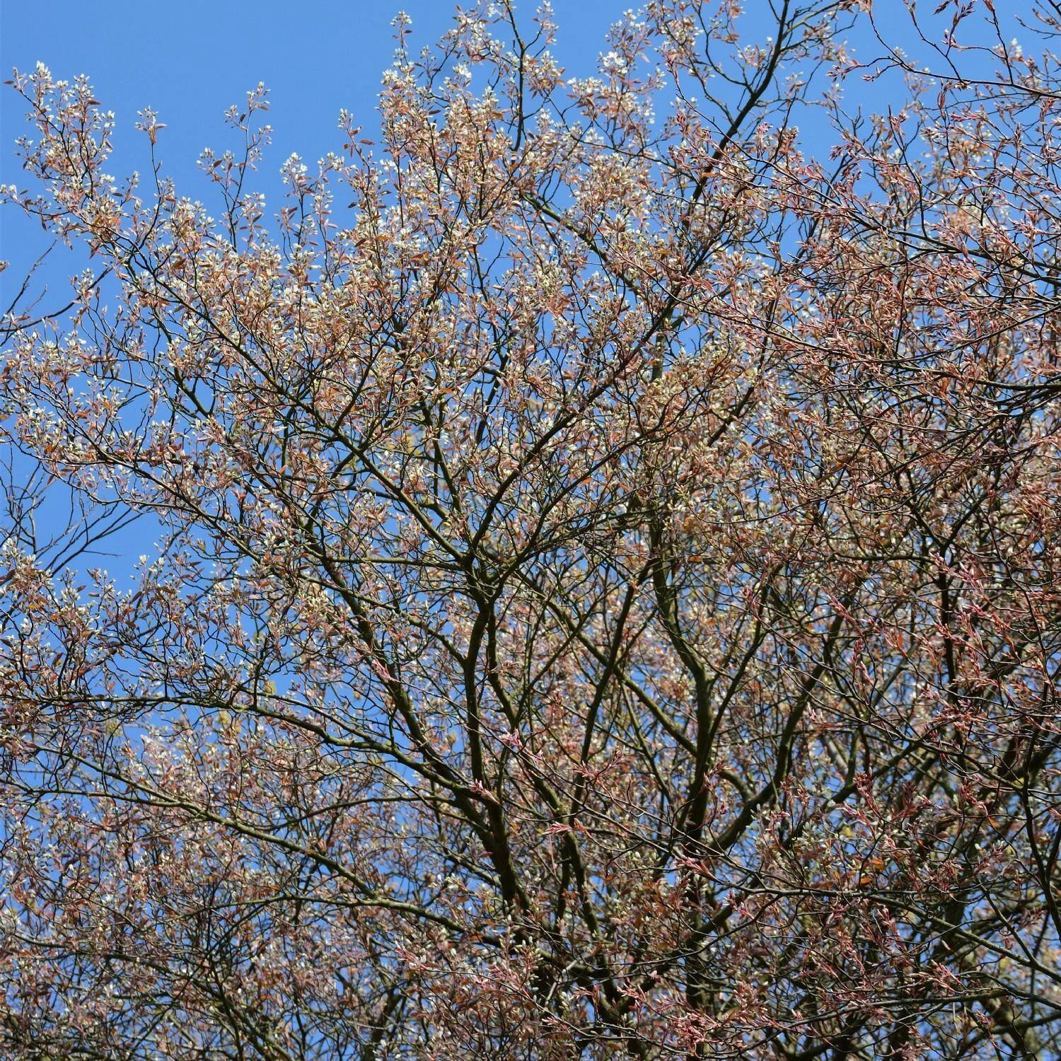 Amelanchier Laevis - Image 2