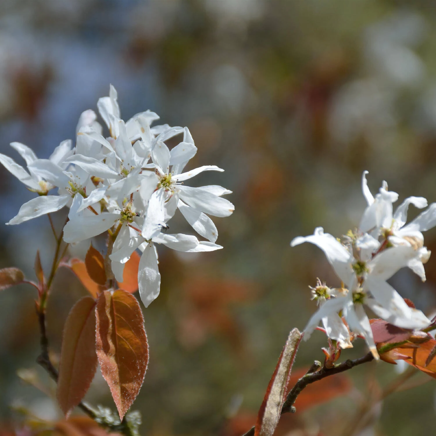 Amelanchier Laevis - Image 3