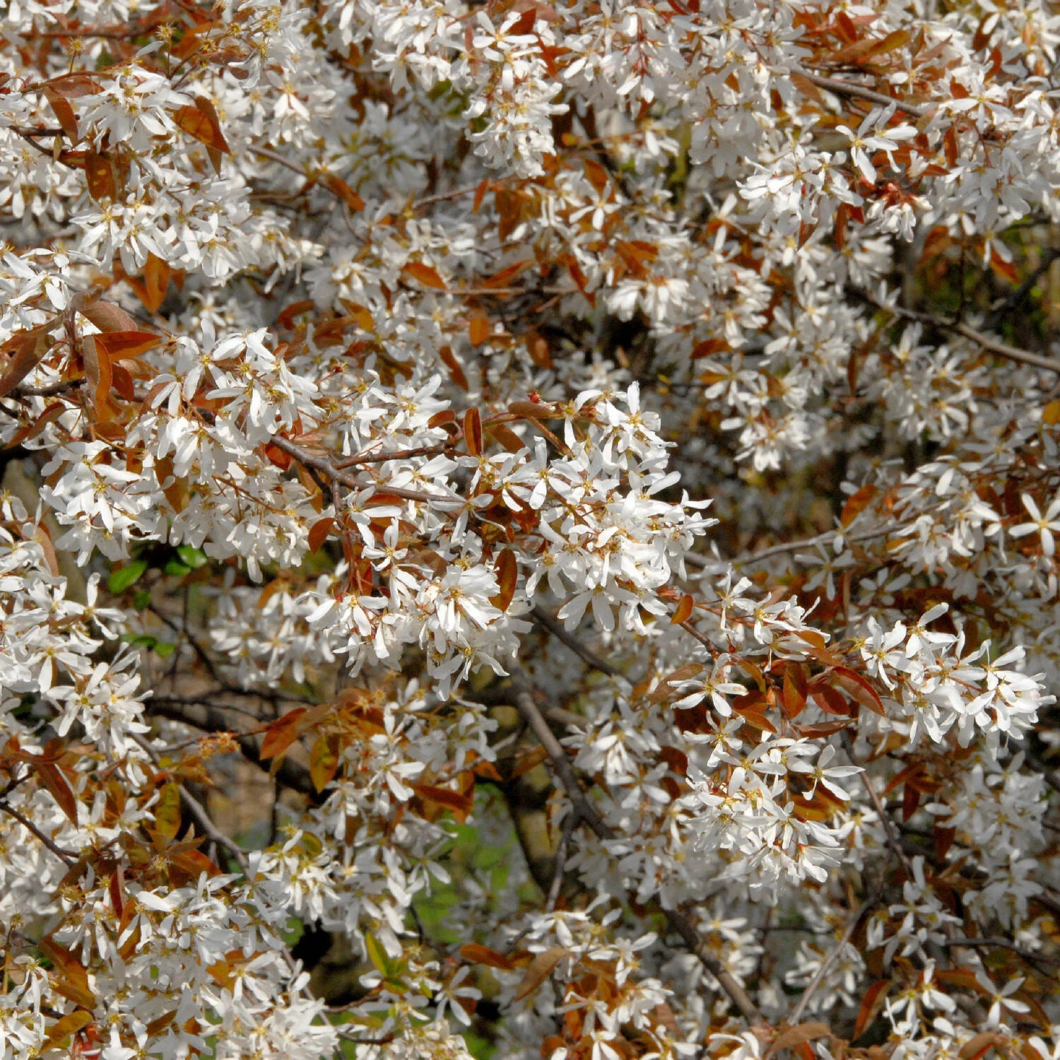 Amelanchier Laevis - Image 4