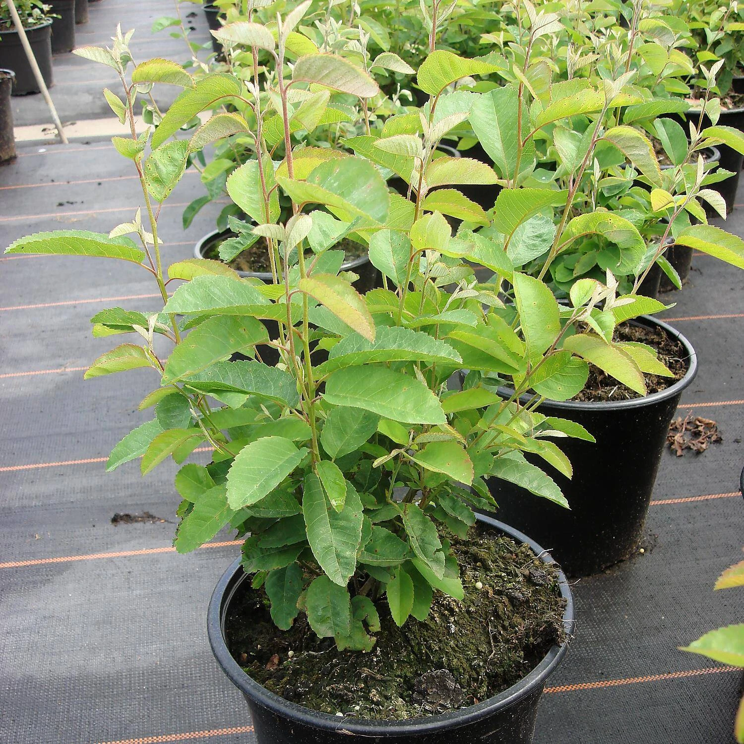 Amelanchier Lamarckii 'Rainbow Pillar' ®