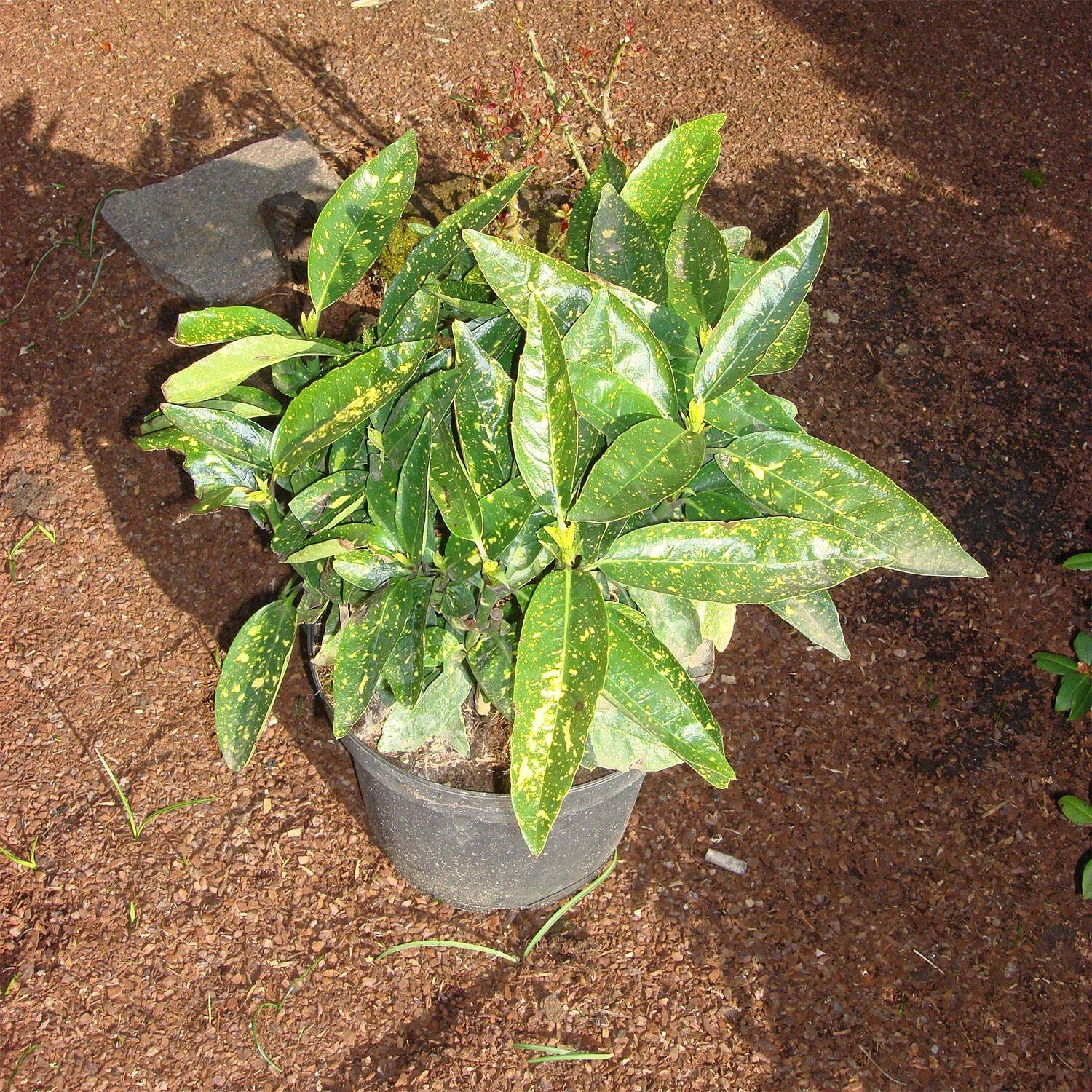 Aucuba Japonica 'Variegata'