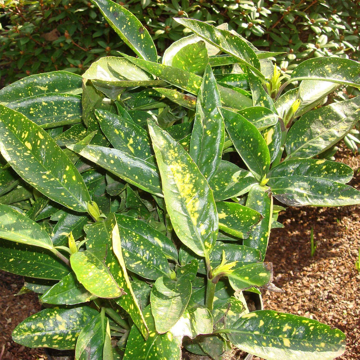 Aucuba Japonica 'Variegata' - Image 2
