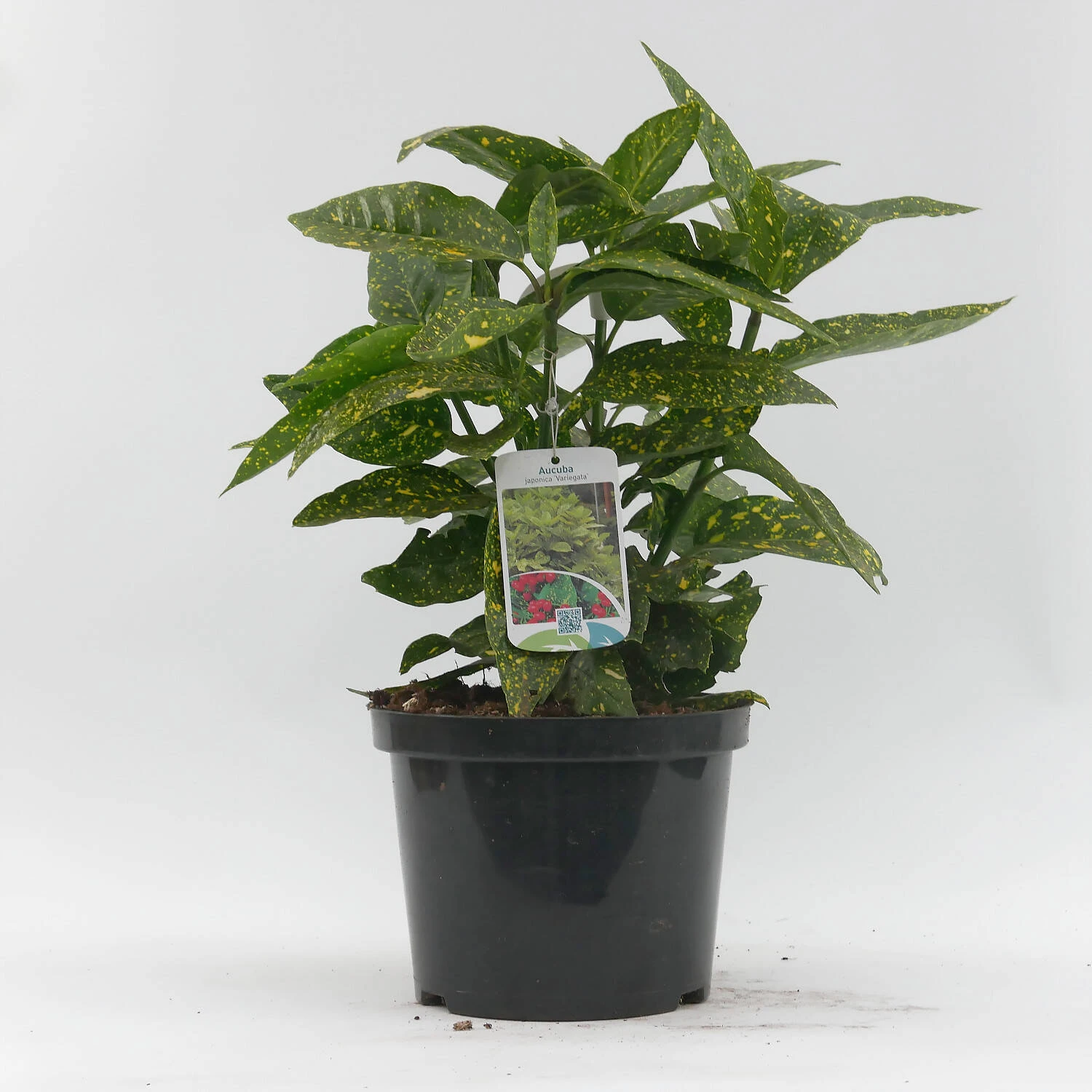 Aucuba Japonica 'Variegata' - Image 3