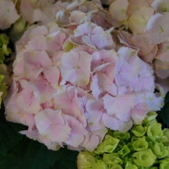 Hydrangea Macrophylla 'Pink Wonder'® - Everbloom