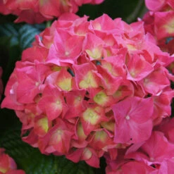 Hydrangea Macrophylla 'Red Wonder'® - Everbloom