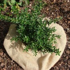 Berberis Candidula 'Jytte'