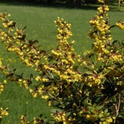 Berberis Julianae