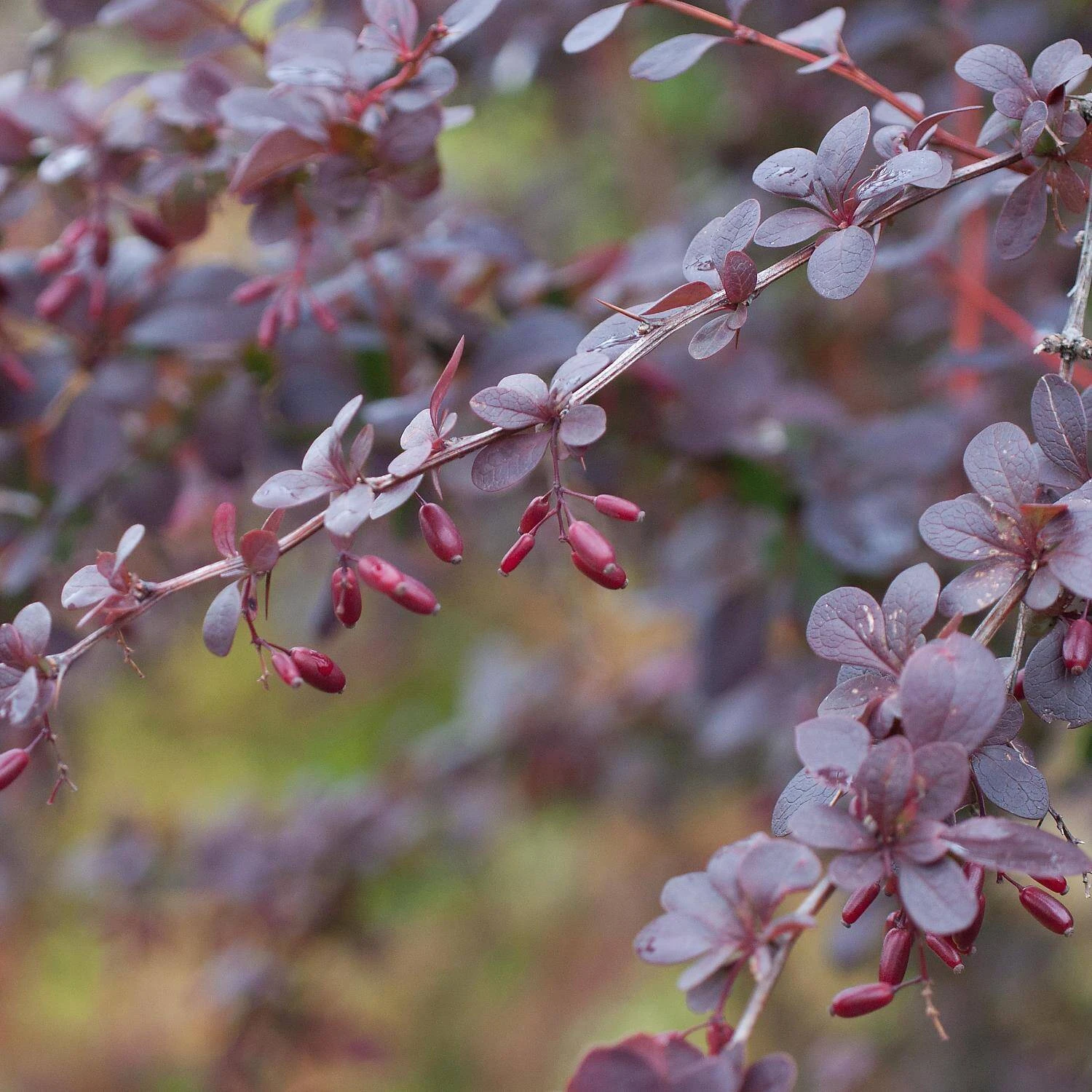 Berberis Ottawensis 'Superba'