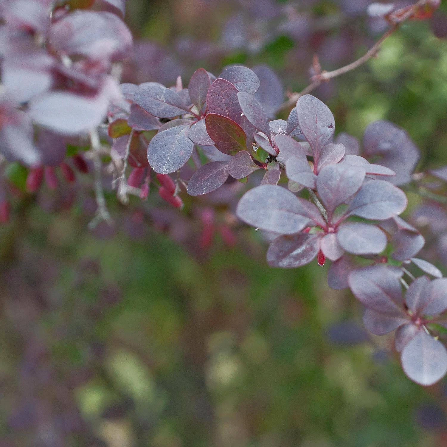 Berberis Ottawensis 'Superba' - Image 2