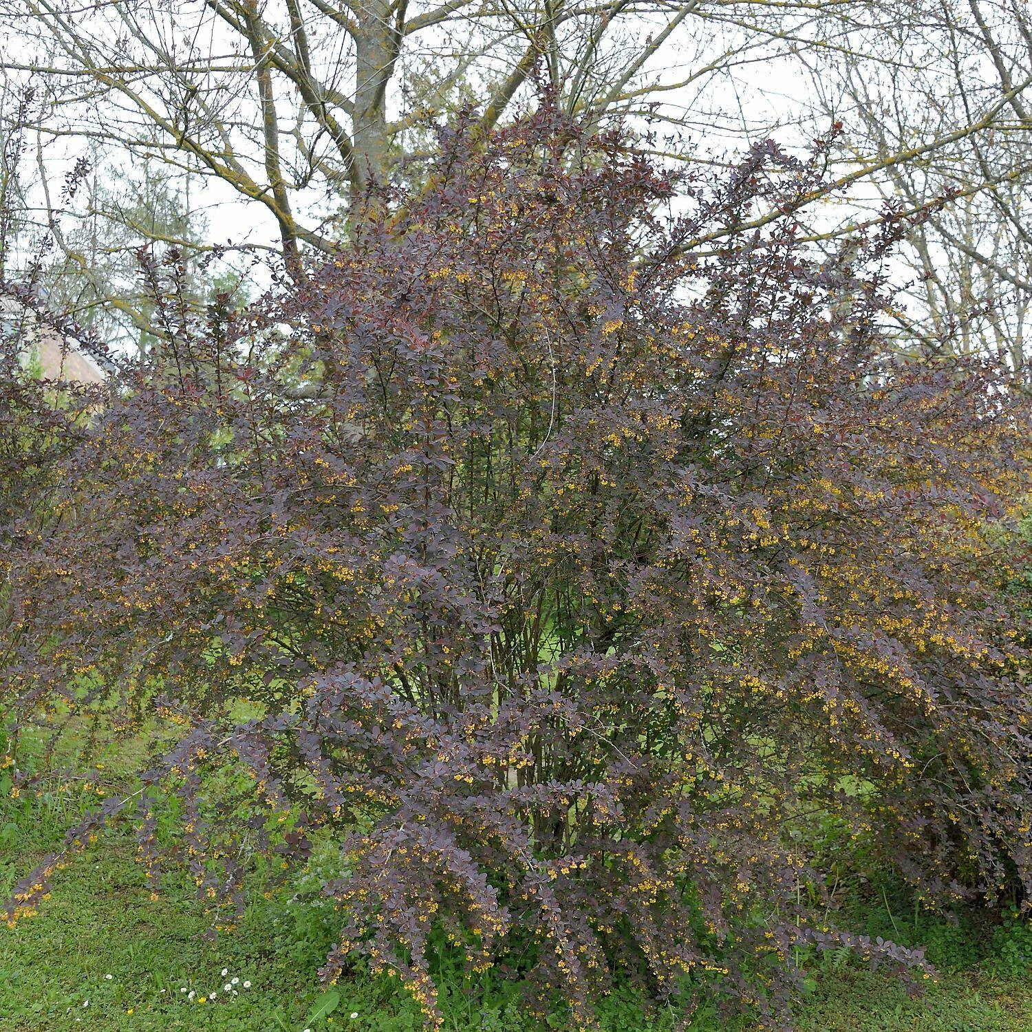 Berberis Ottawensis 'Superba' - Image 3