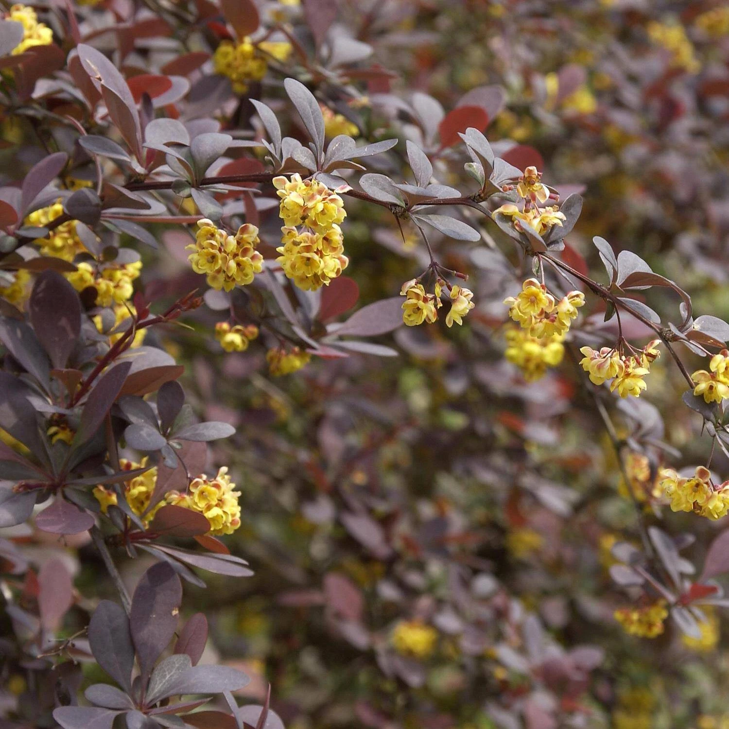 Berberis Ottawensis 'Superba' - Image 4
