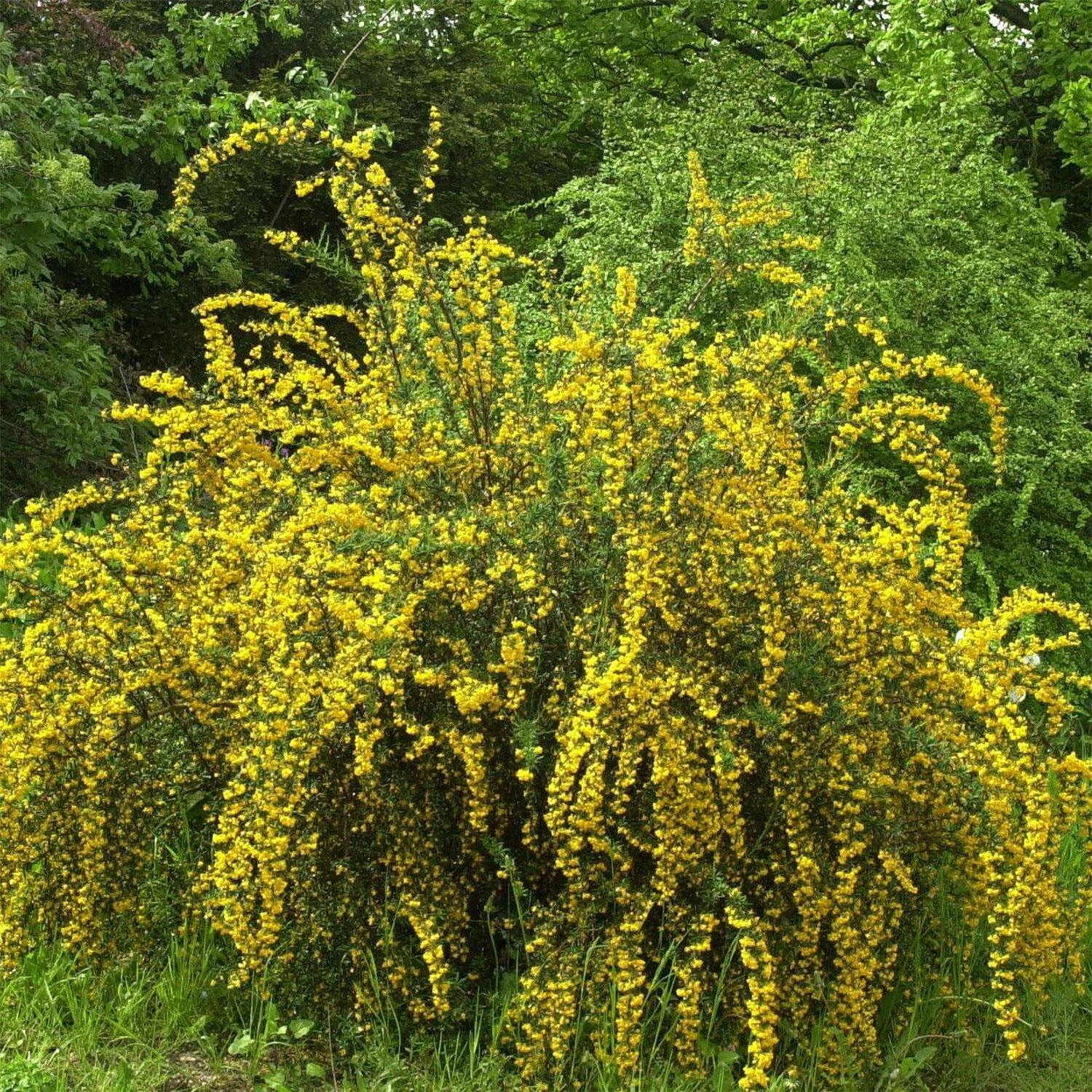 Berberis Stenophylla