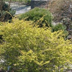 Berberis Thunbergii 'Aurea'