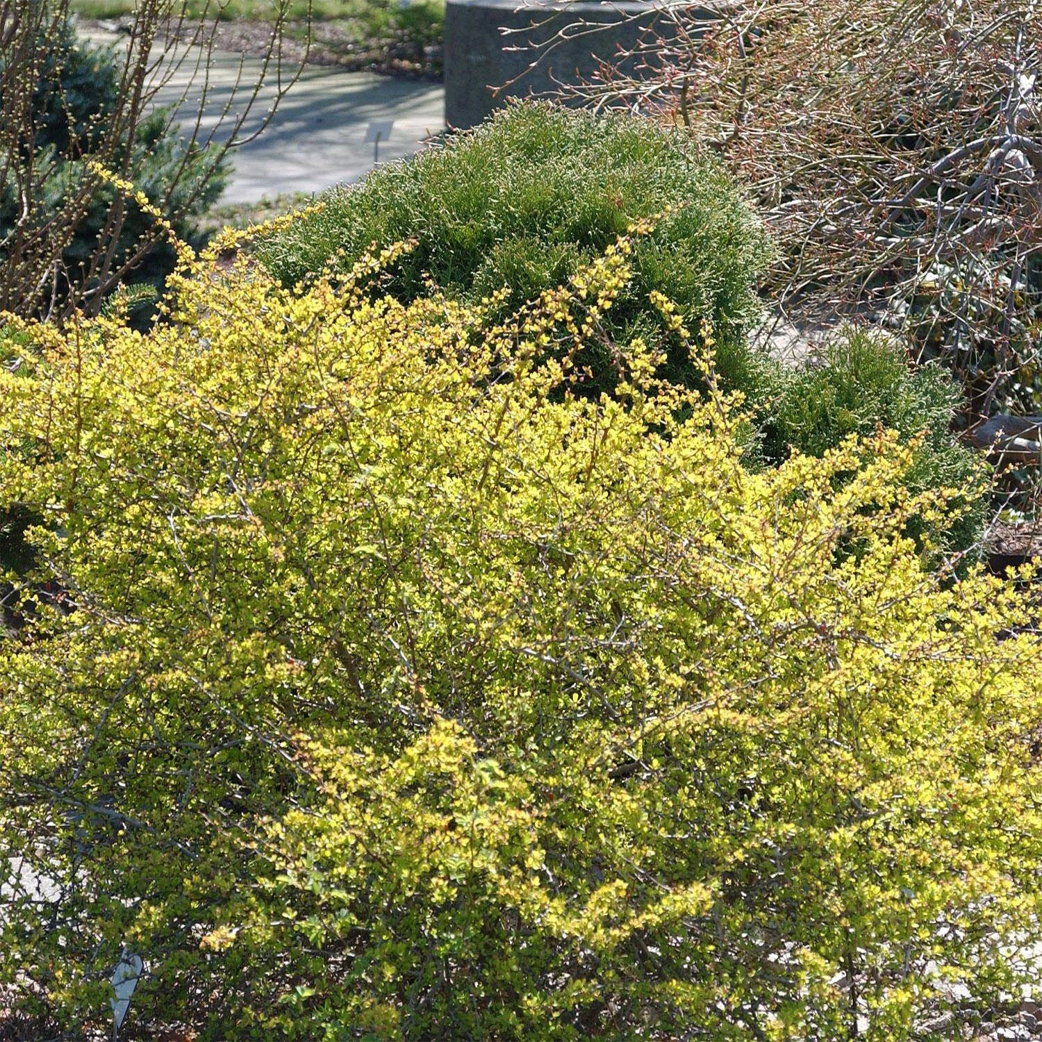 Berberis Thunbergii 'Aurea'