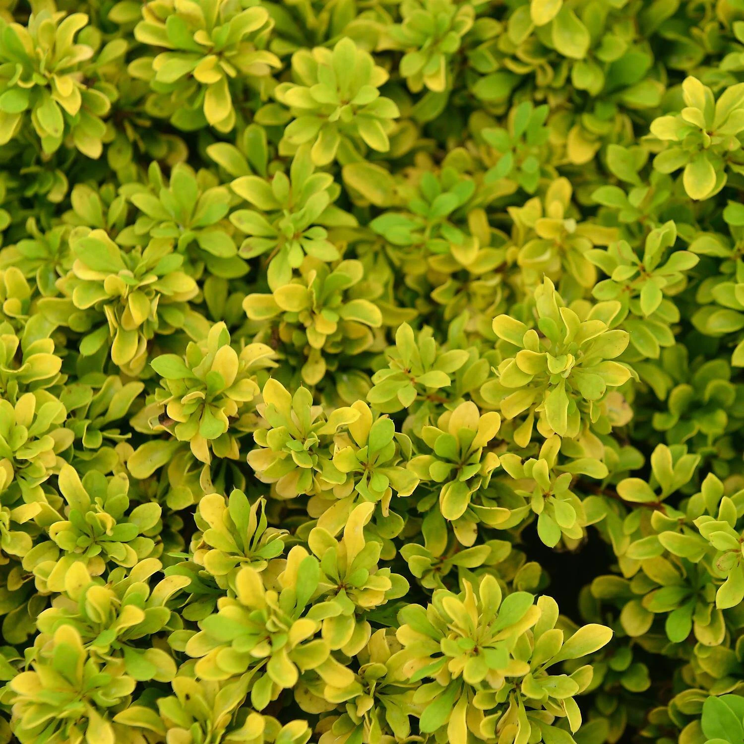 Berberis Thunbergii 'Tiny Gold'