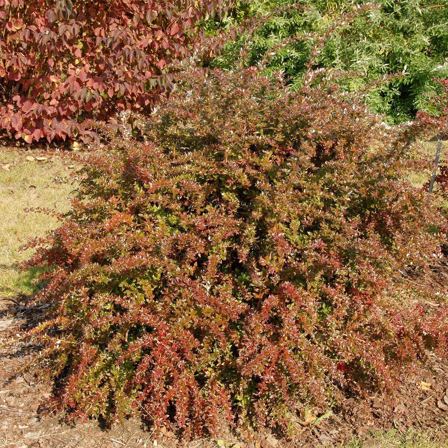 Berberis Verruculosa