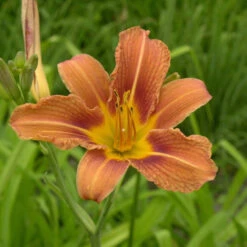 Hemerocallis Fulva