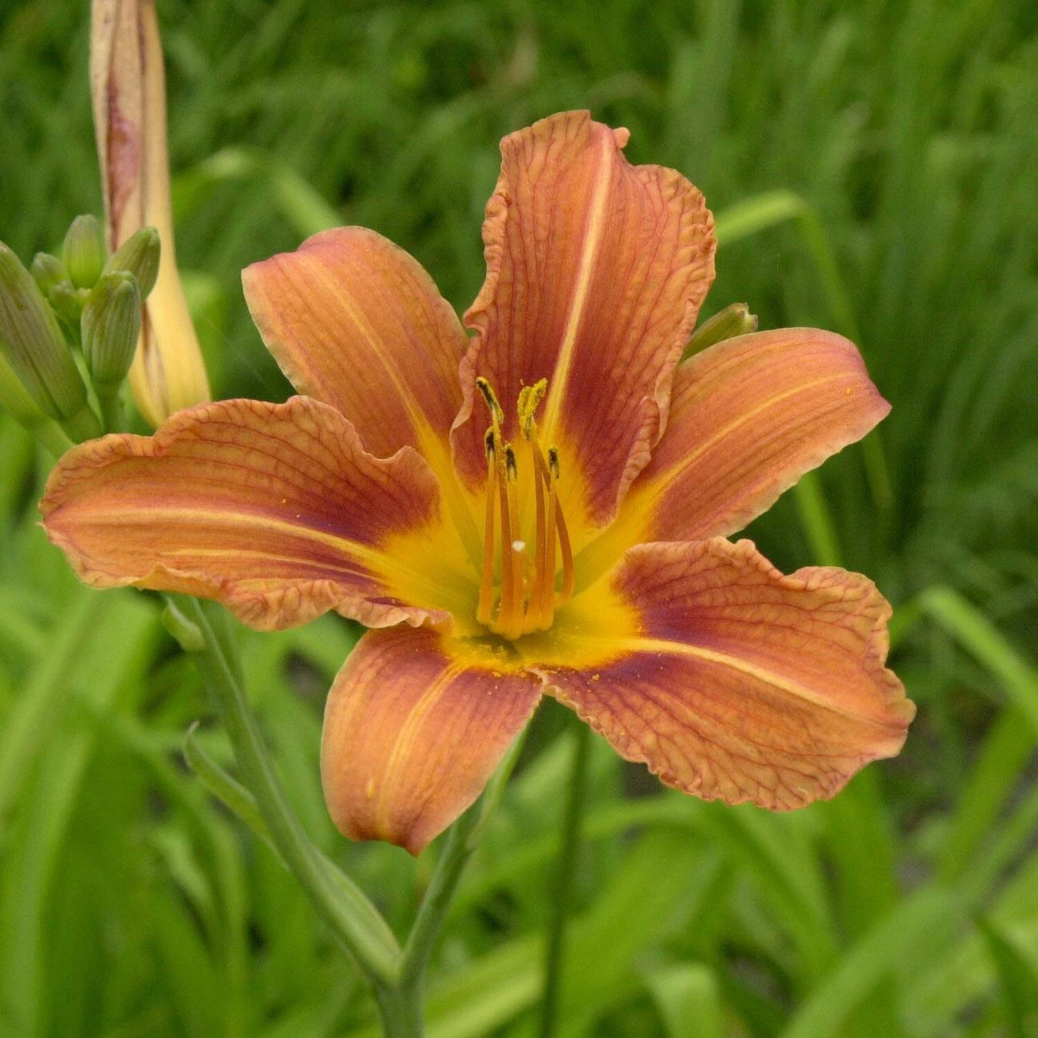 Hemerocallis Fulva