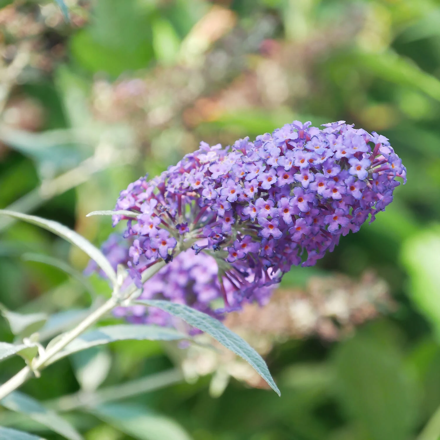 Buddleja Davidii 'Psychedelic Sky'