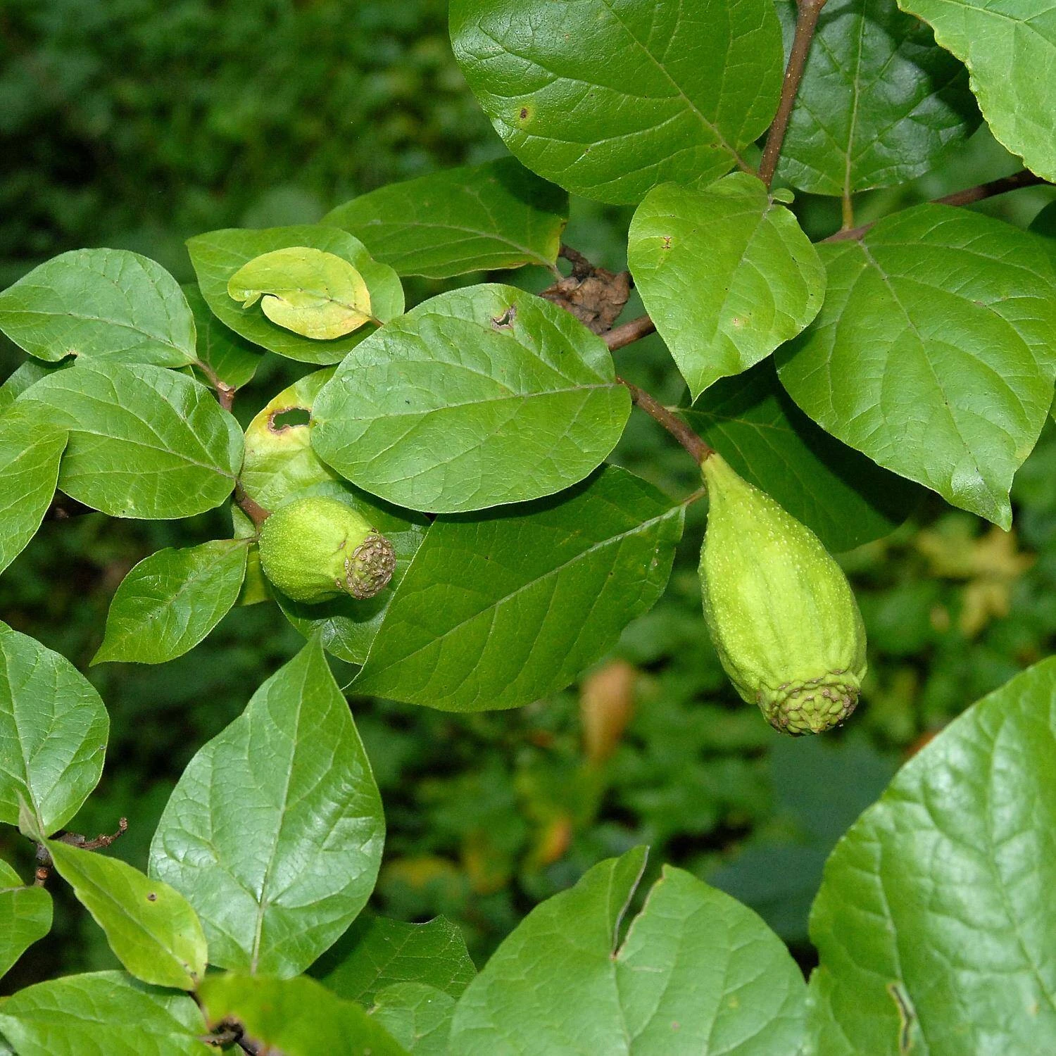 Calycanthus Floridus - Image 3