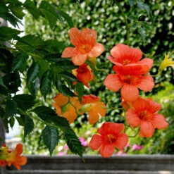 Campsis Grandiflora
