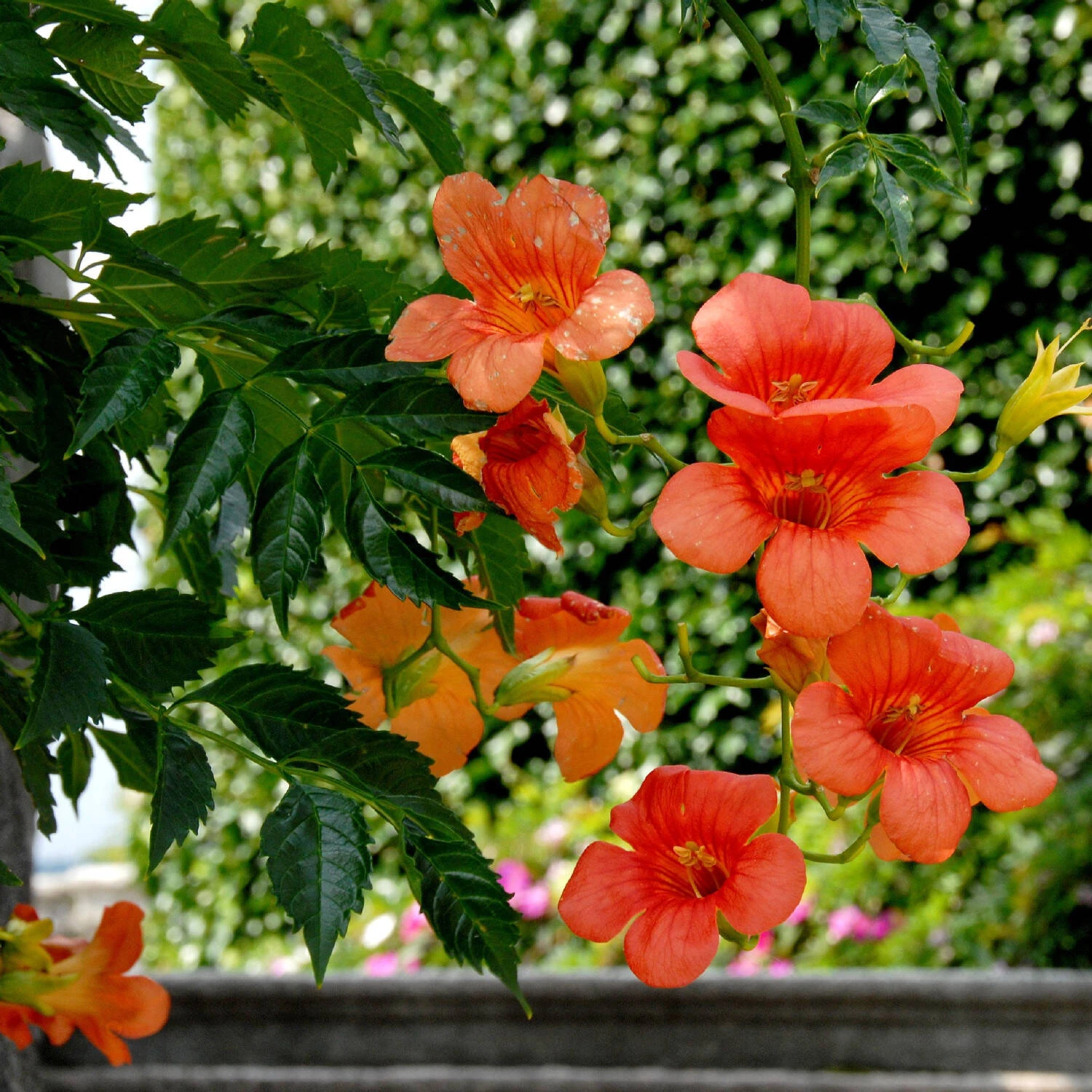 Campsis Grandiflora