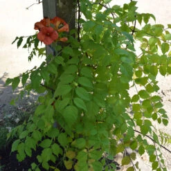 Campsis Tagliabuana 'Madame Galen'