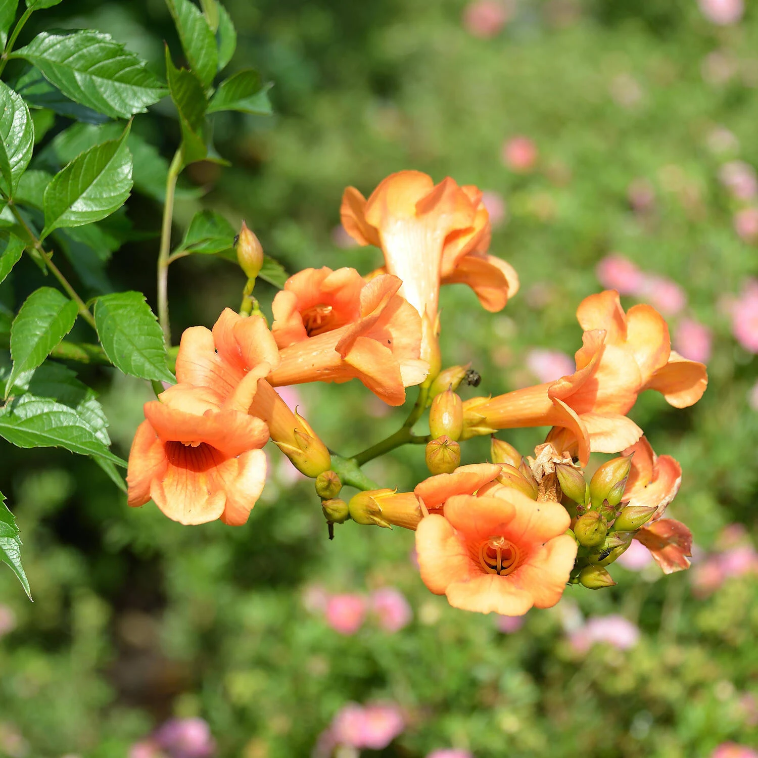 Campsis Radicans 'Indian Summer'