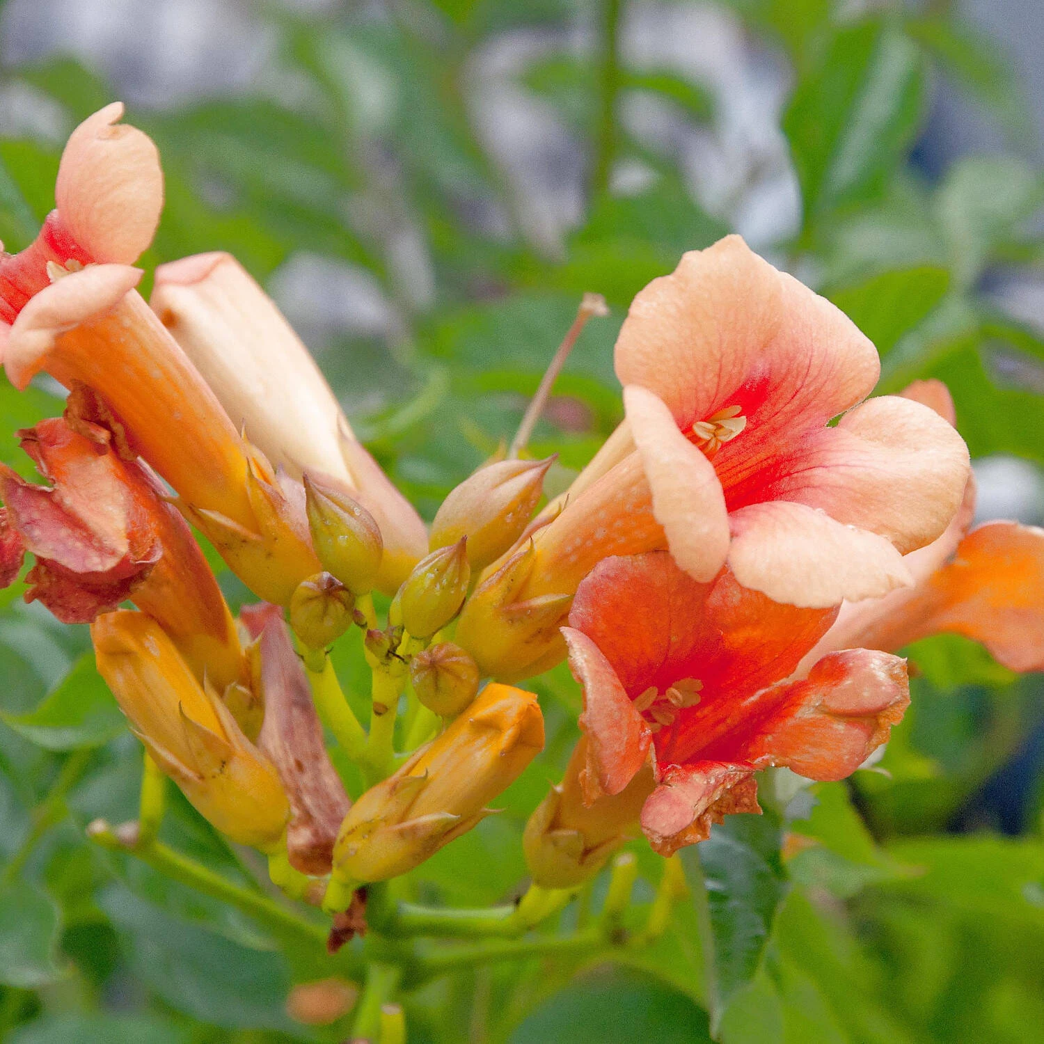 Campsis Radicans 'Indian Summer' - Image 3