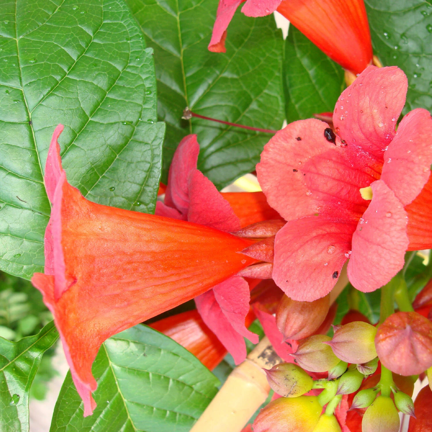 Campsis Radicans 'Stromboli' - Image 2