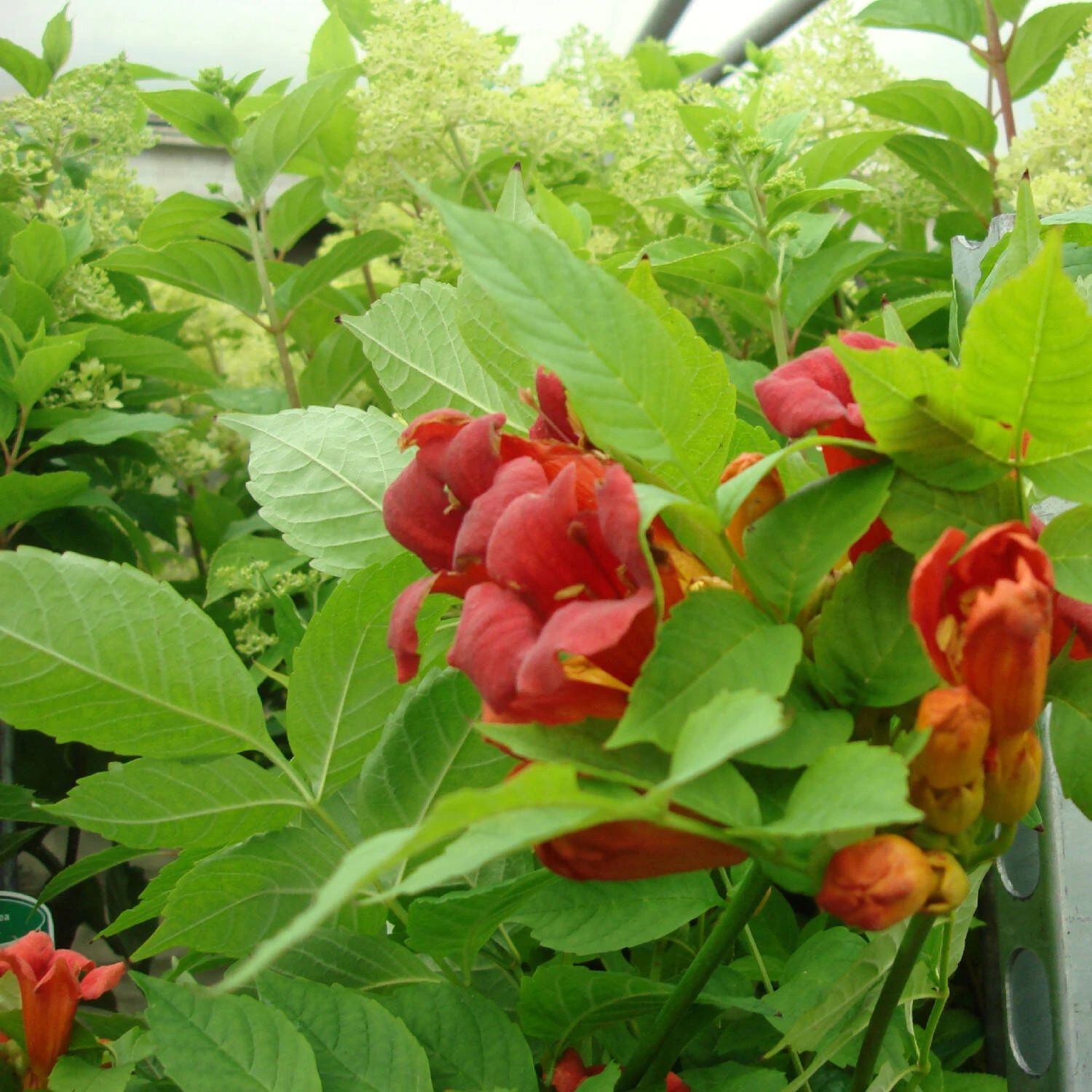 Campsis Radicans 'Stromboli' - Image 3