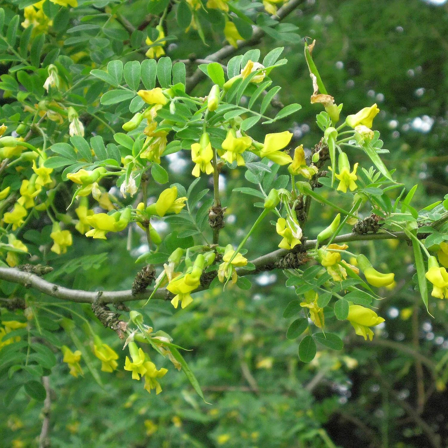Caragana Arborescens - Image 2