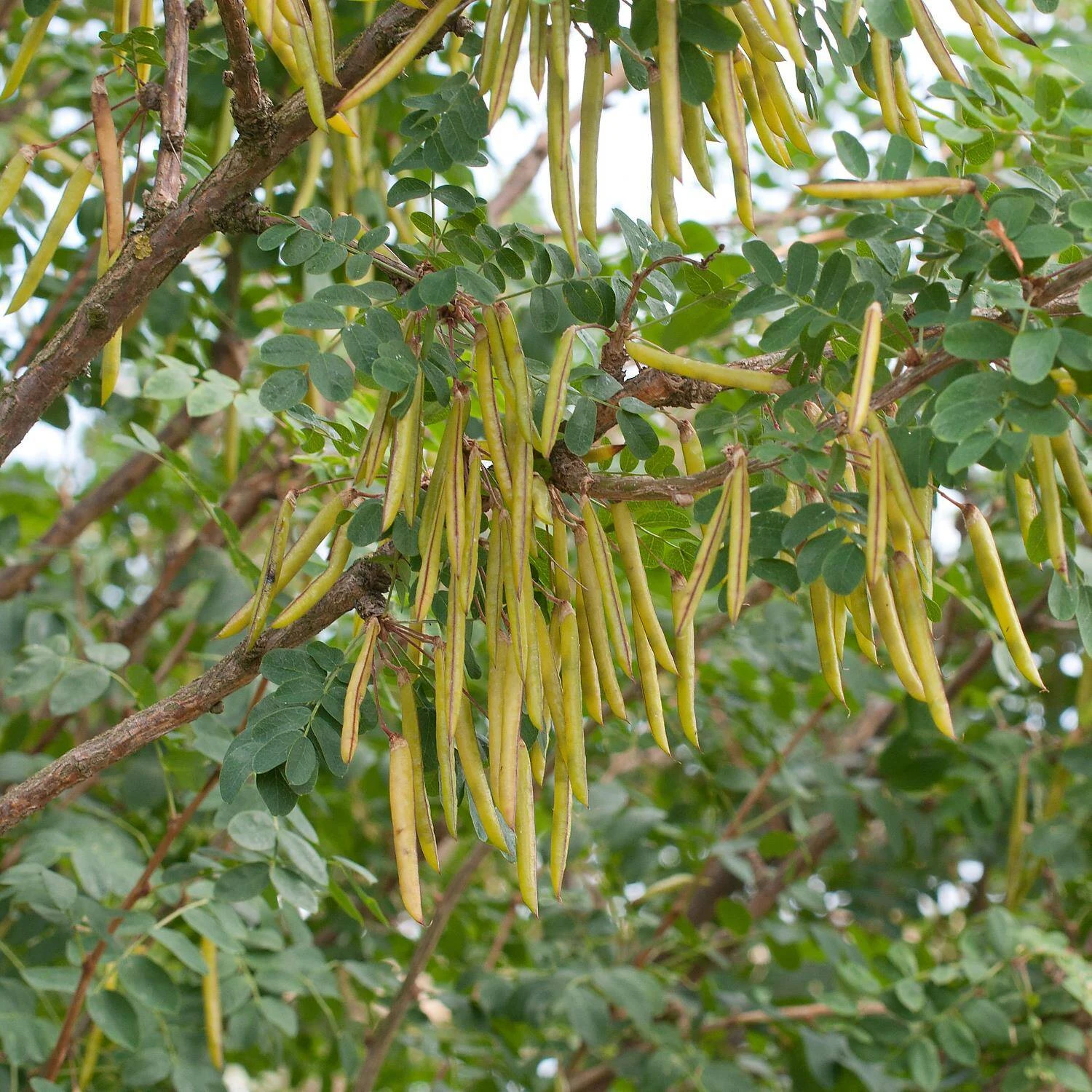 Caragana Arborescens - Image 3