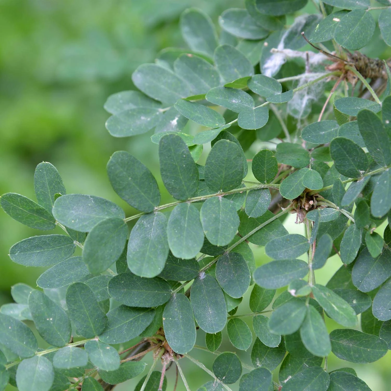 Caragana Arborescens - Image 4