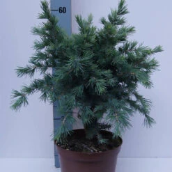 Cedrus Deodara 'Blue Globe'