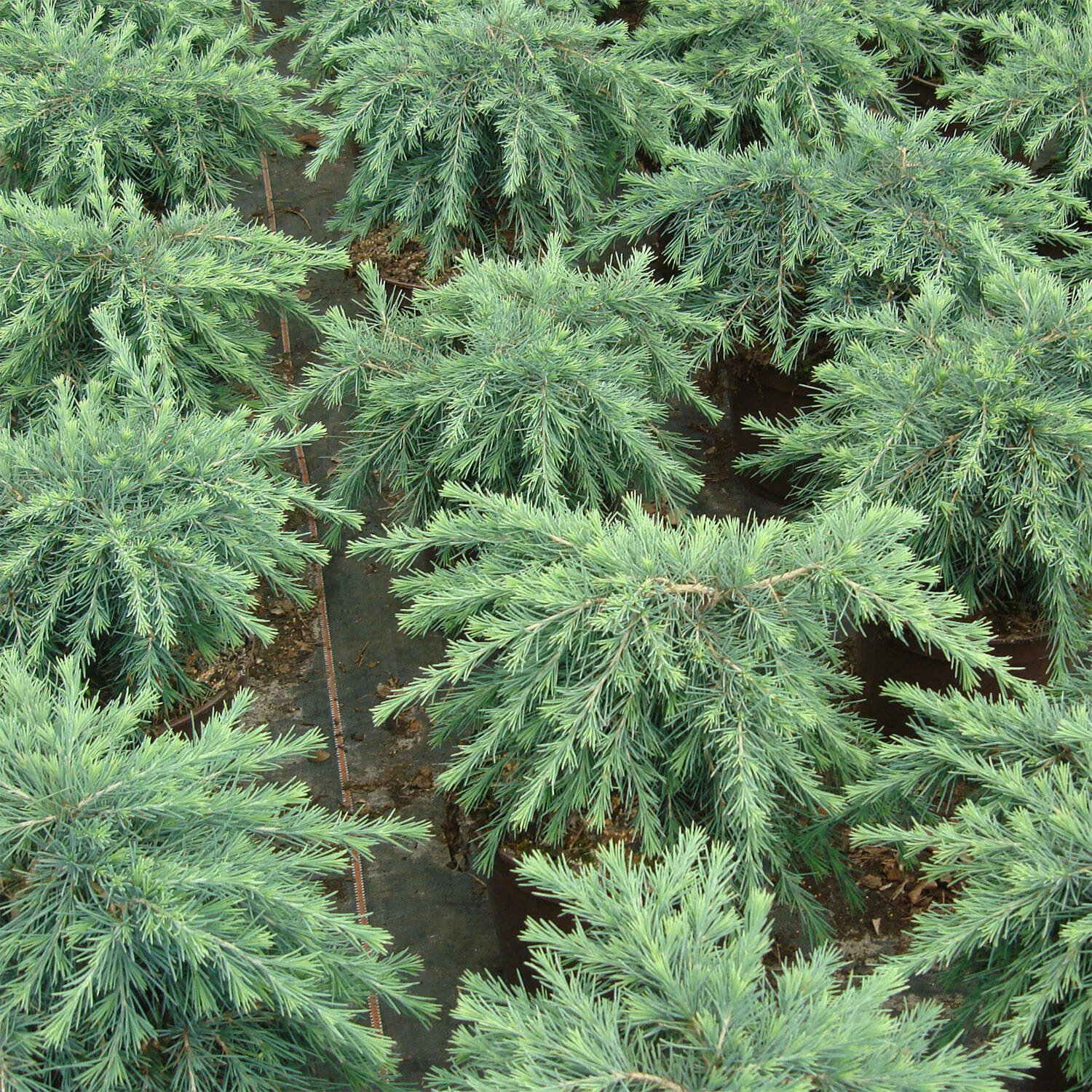 Cedrus Deodara 'Feeling Blue'