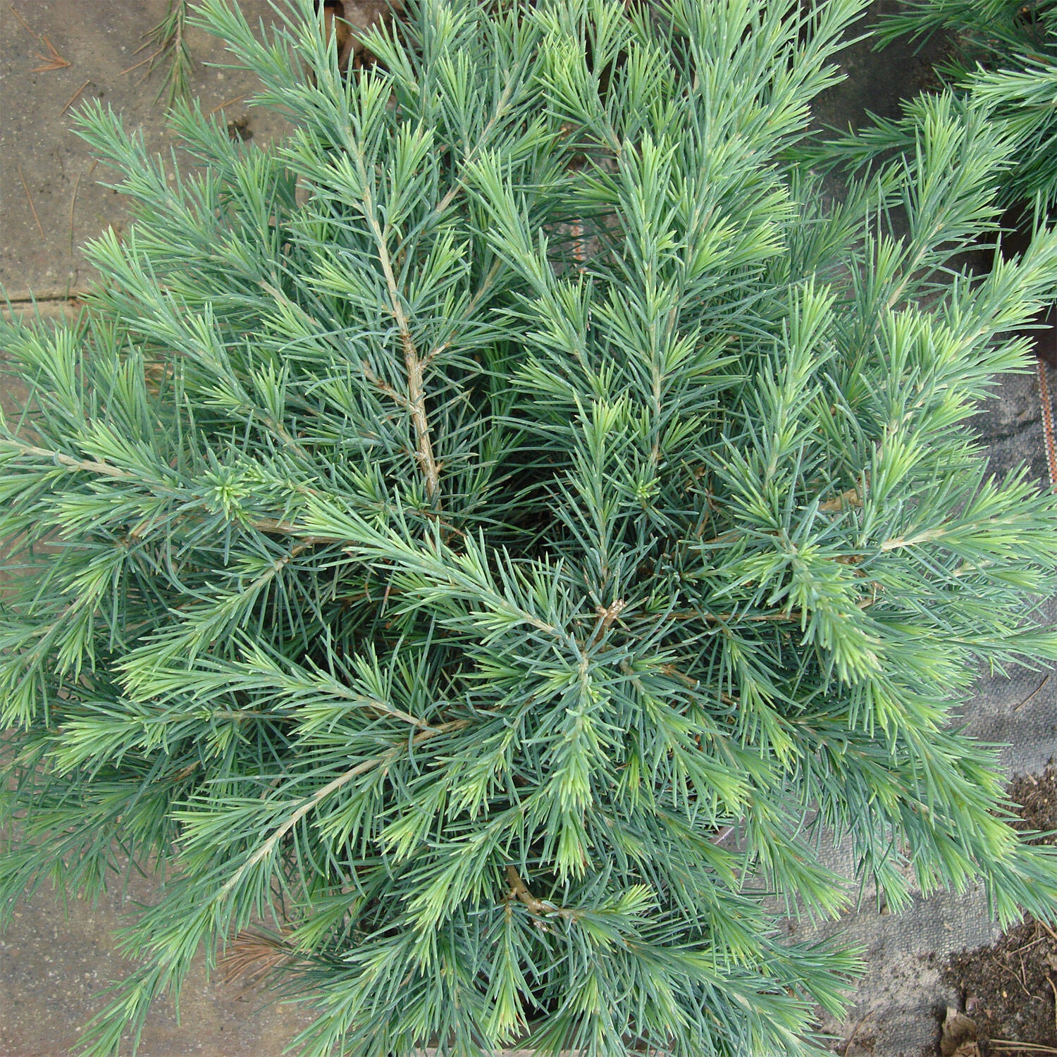 Cedrus Deodara 'Feeling Blue' - Image 3