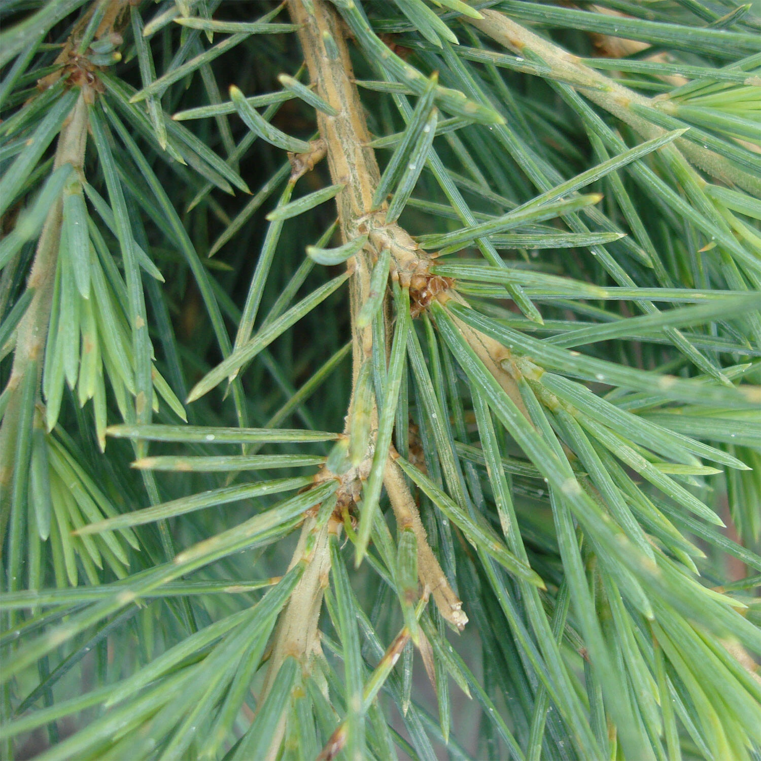 Cedrus Deodara 'Feeling Blue' - Image 4