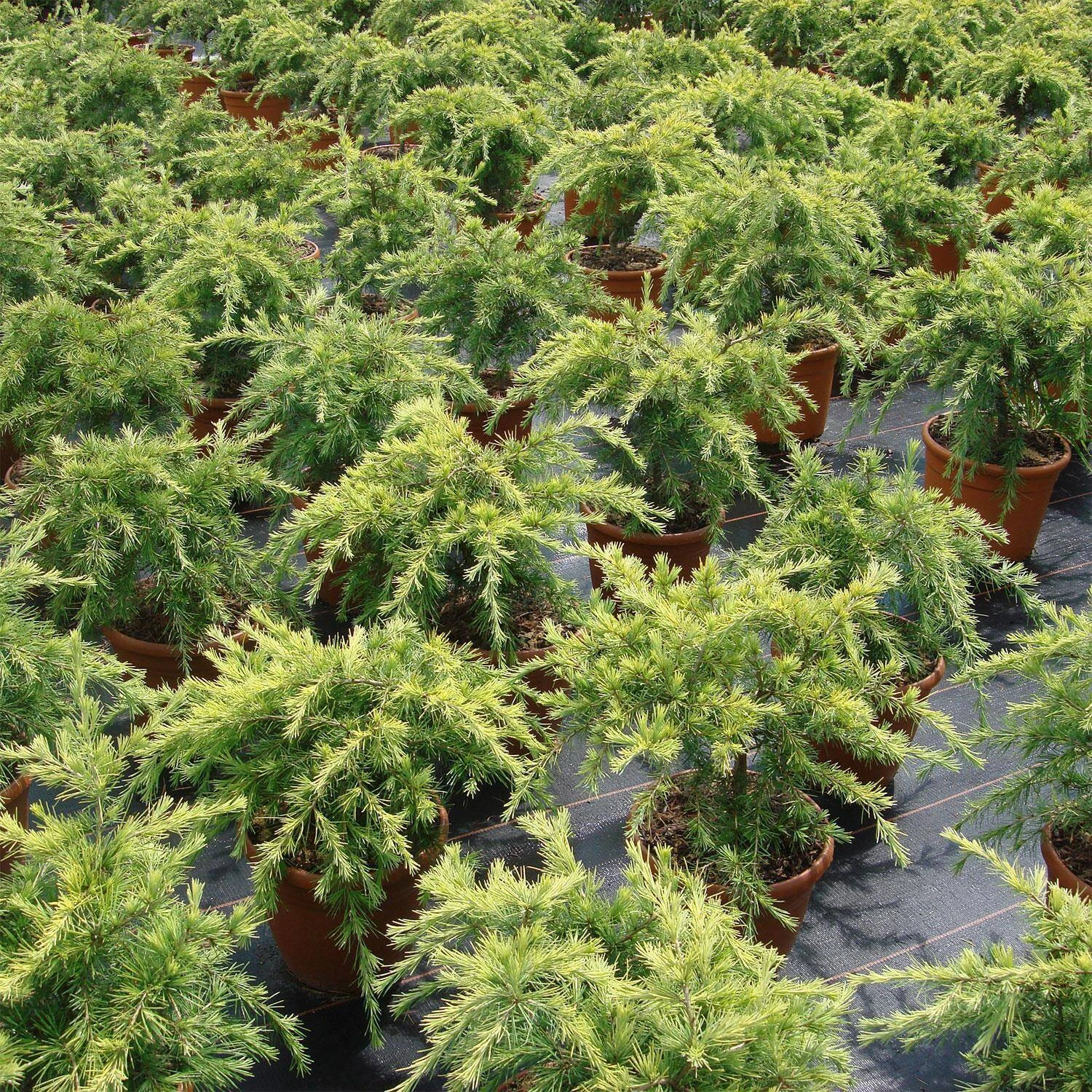 Cedrus Deodara 'Golden Horizon' - Image 2