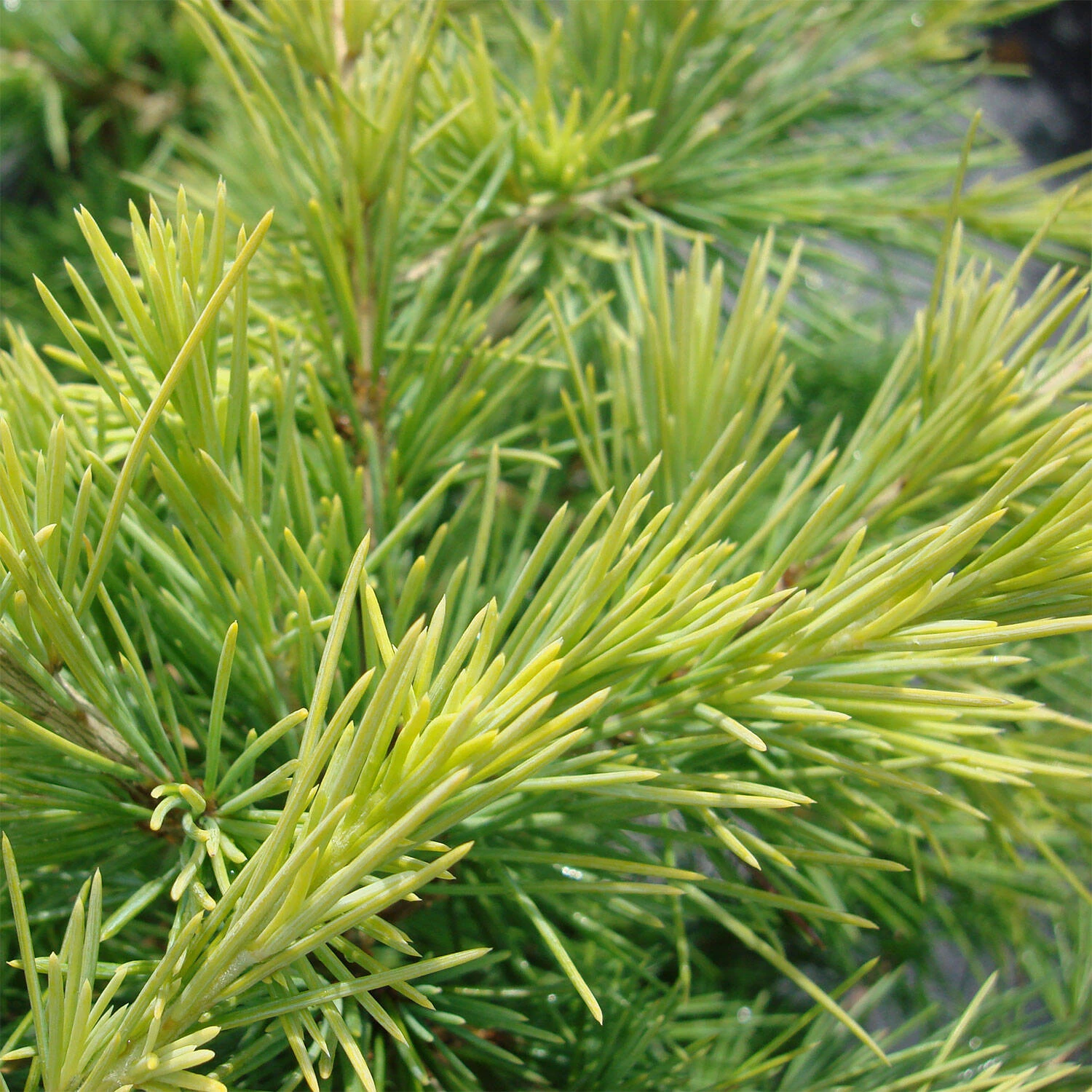 Cedrus Deodara 'Golden Horizon' - Image 3