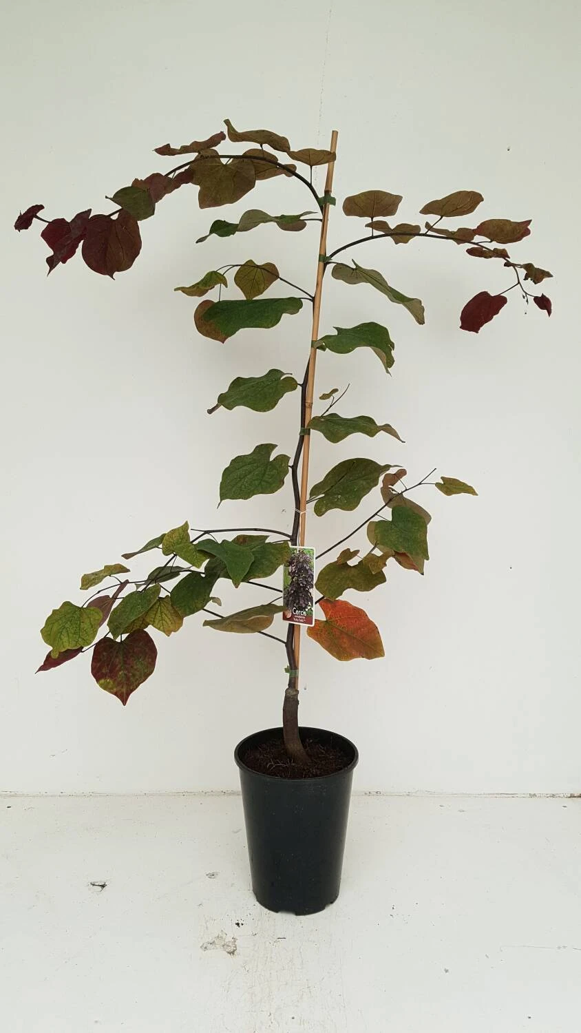 Cercis Canadensis 'Ruby Falls' - Image 3