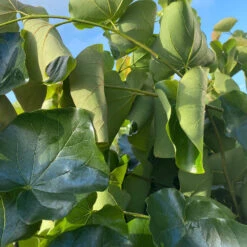Cercis Canadensis 'Oklahoma'