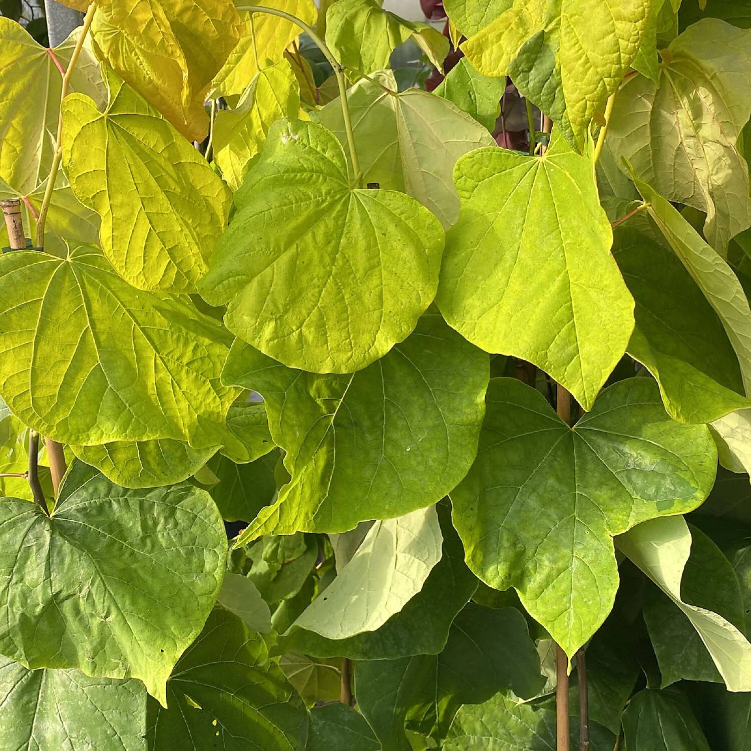 Cercis Canadensis 'Rising Sun'
