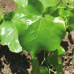 Cercis Canadensis 'Texas White'